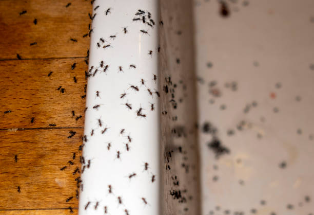Best Residential Pest Control  in Emerald Isle, NC