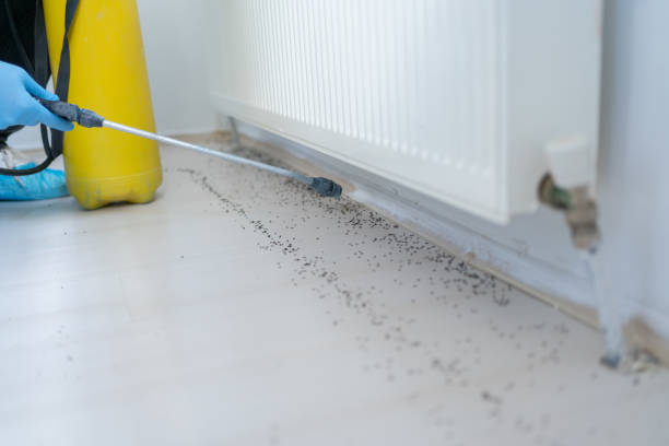 Best Best Pest Control Companies  in Emerald Isle, NC